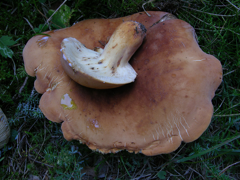 Ritrovamenti del 19 luglio.